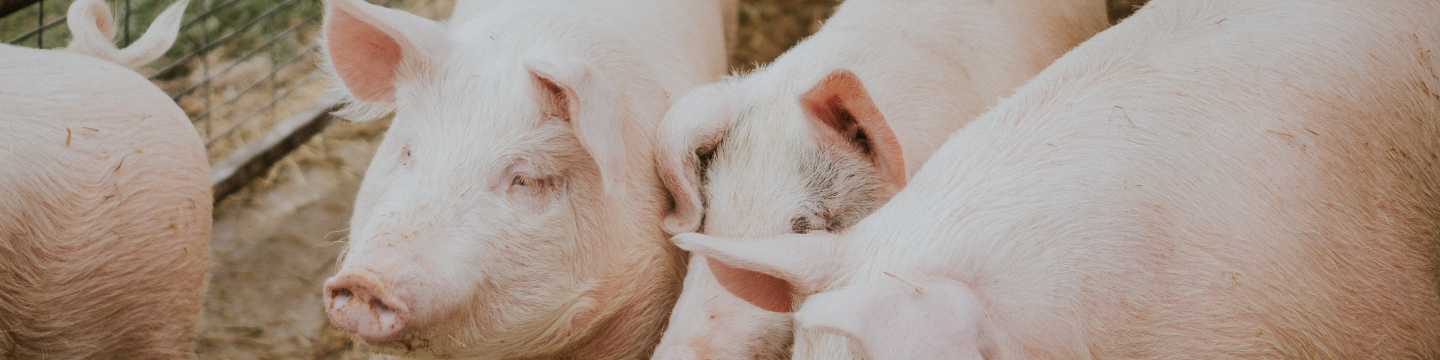 selective-closeup-shot-pink-pigs-barn