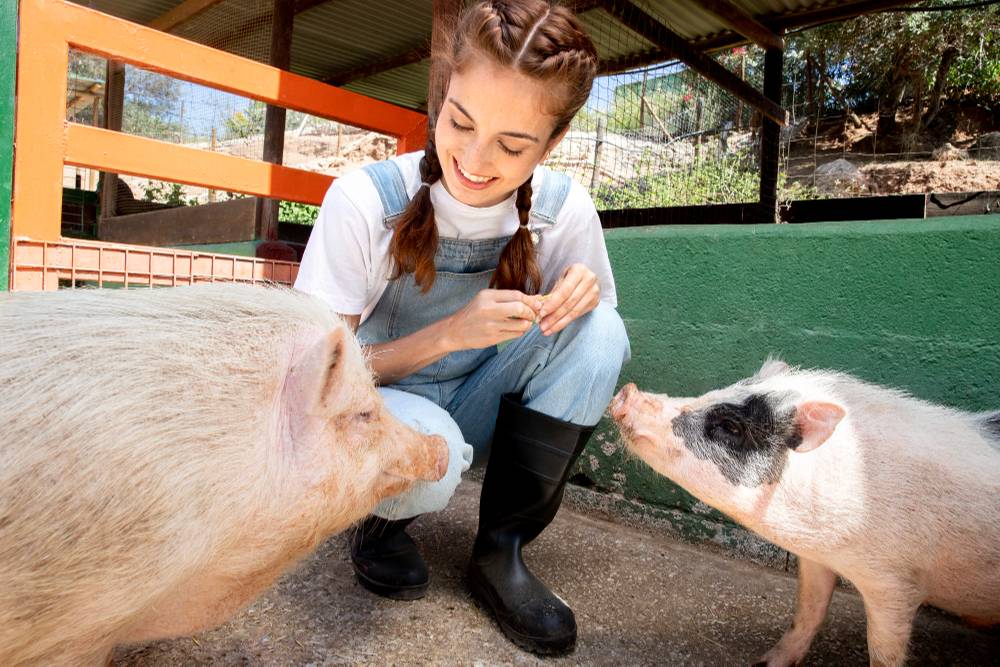 agricultora-alimentando-os-porcos