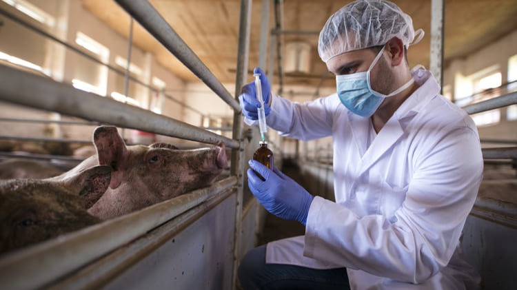 professional-veterinarian-white-coat-mask-holding-syringe-medicine-preparing-vaccination-pigs-prevent-diseases (1)