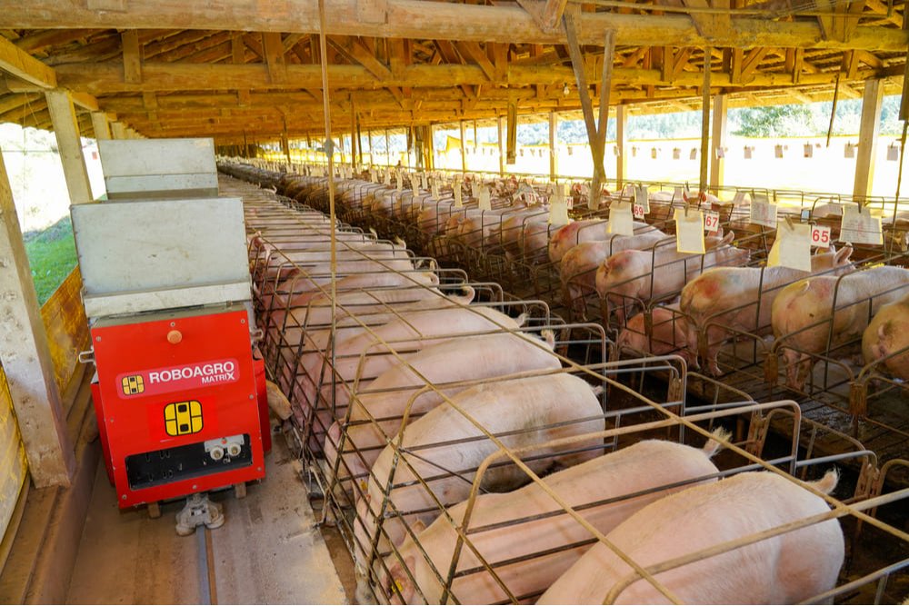 ROBOAGRO Matrix em uma granja, com matrizes em cochos alinhados e padronizados.