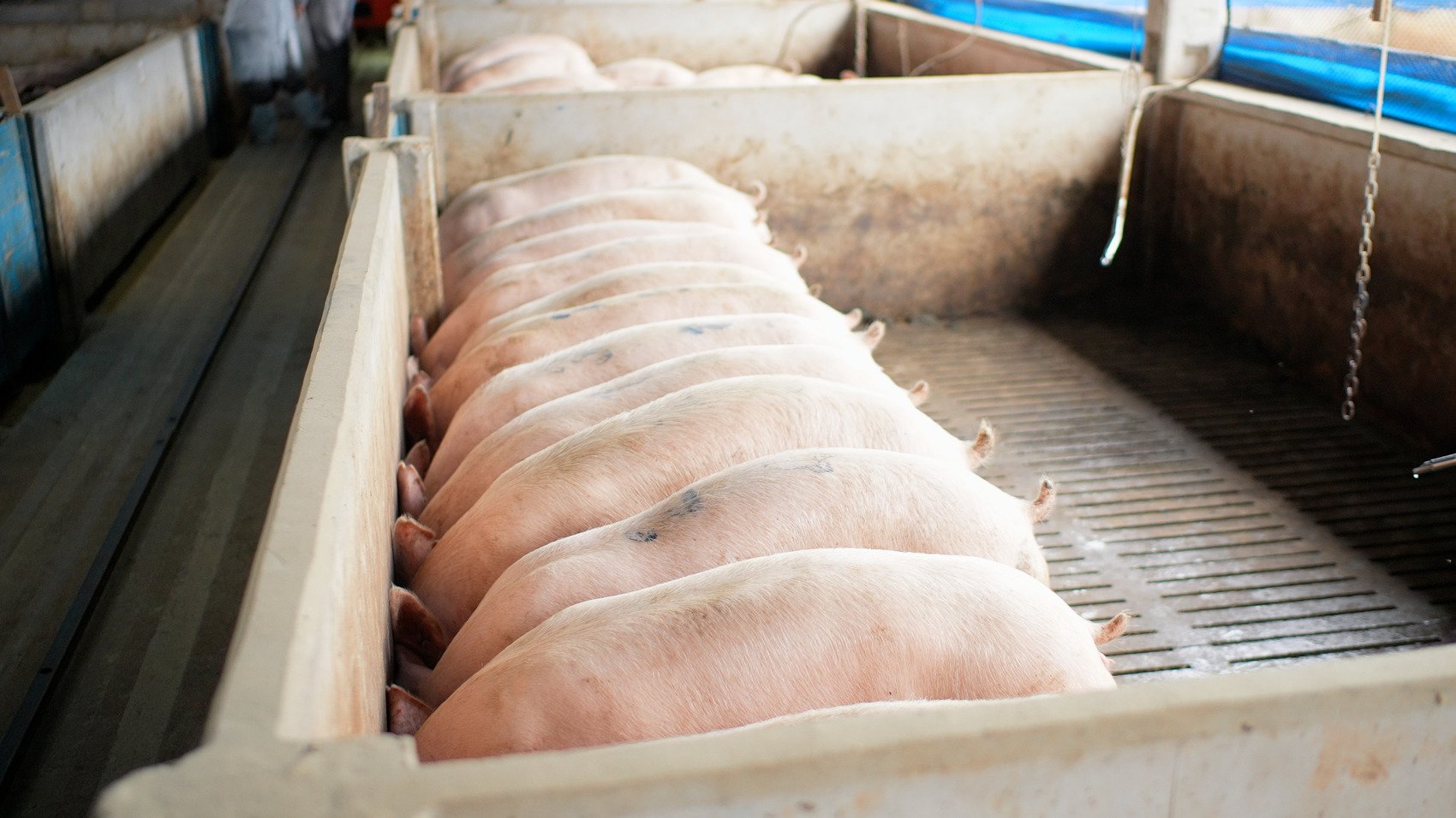 Crescimento e terminação