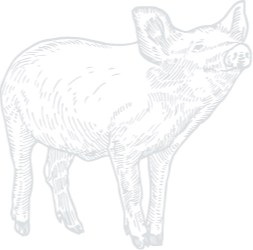 Porco desenho Porco desenho